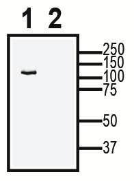 TRPC6 XenoBlot&trade; Positive Control