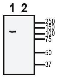 TRPC6 XenoBlot&trade; Positive Control