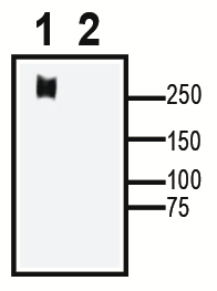Ca<sub>V</sub>3.1 XenoBlot&trade; Positive Control