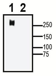 Ca<sub>V</sub>3.1 XenoBlot&trade; Positive Control