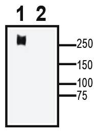 Ca<sub>V</sub>3.1 XenoBlot&trade; Positive Control