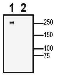 Na<sub>V</sub>1.2 XenoBlot&trade; Positive Control