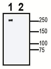 Na<sub>V</sub>1.2 XenoBlot&trade; Positive Control