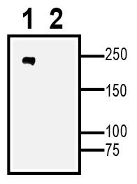 Na<sub>V</sub>1.8 XenoBlot&trade; Positive Control