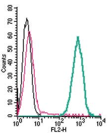 Anti-xCT/SLC7A11 (extracellular)-PE Antibody