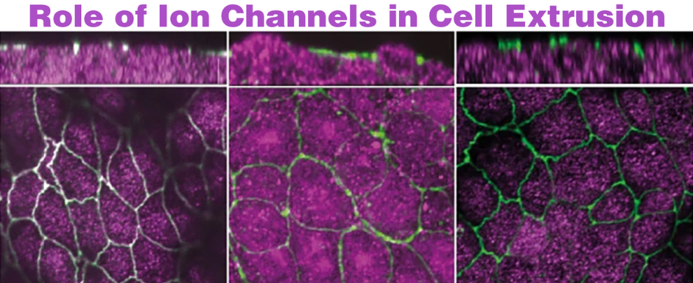 The Role of Ion Channels and ATP in Cell Extrusion