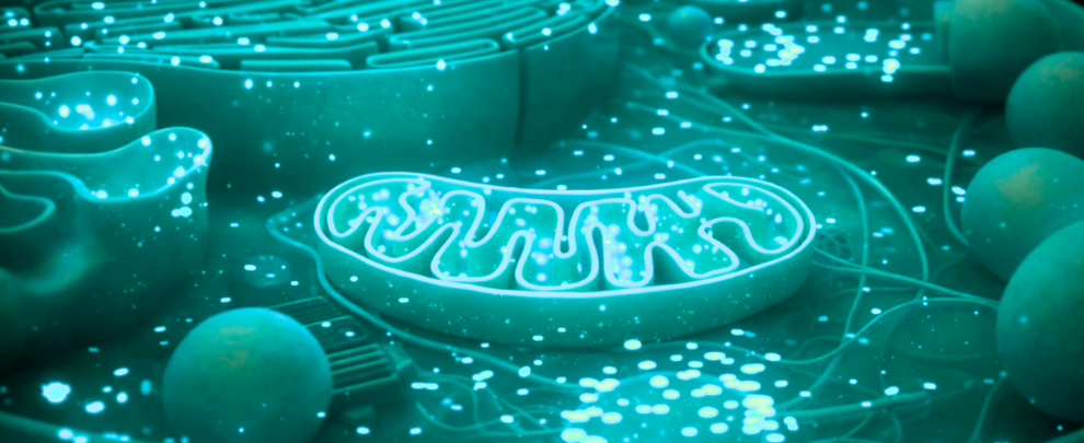 How Mitochondria-Rich Stem Cells Keep Working Long After the Rest Fade