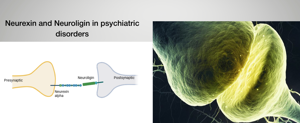 Neurexin-Neuroligin Signaling Disruption Across the Synapse