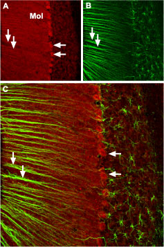Expression of CACNA1A in mouse cerebellum