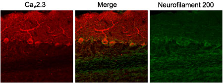 Expression of CaV2.3 in mouse cerebellum