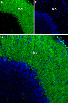 Expression of CACNA1G in rat cerebellum
