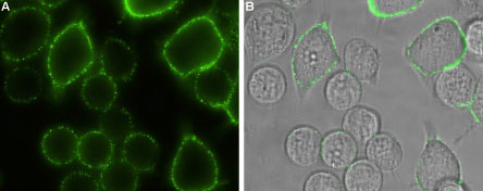 Expression of Orai1 in rat RBL cells