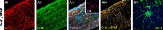 Anti-Orai1 (extracellular) Antibody