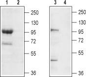 Western blot analysis of mouse brain membrane (lanes 1 and 2) and rat brain lysate (lanes 3 and 4):