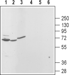 Western blot analysis of rat brain (lanes 1 and 4), kidney (lanes 2 and 5) and pancreas (lanes 3 and 6):