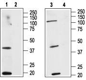 Western blot analysis of human HL-60 acute promyelocytic leukemia cell line lysate (lanes 1 and 2) and human MCF-7 breast adenocarcinoma cell line lysate (lanes 3 and 4): 