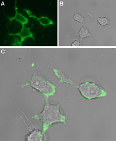 Expression of GABRA1 in rat PC12 cells