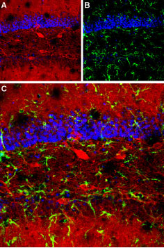 Expression of GABRA1 in mouse hippocampus