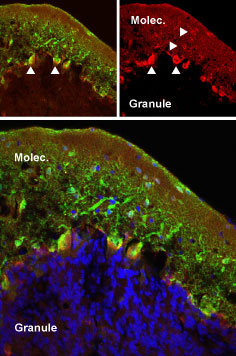 Expression of mGluR5 in rat cerebellum