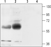 Western blot analysis of rat (lanes 1 and 3) and mouse (lanes 2 and 4) brain membranes: