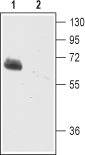 Western blot analysis of mouse brain membranes: