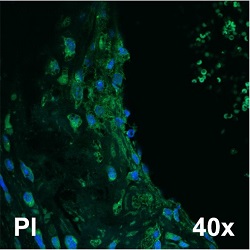 Anti-Histamine H1 Receptor (HRH1) Antibody