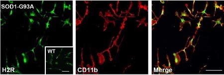 Anti-Histamine H2 Receptor (HRH2) (extracellular) Antibody