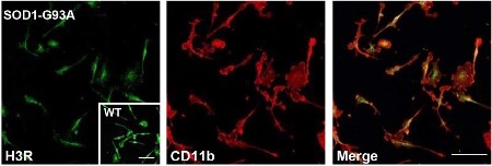 Anti-Histamine H3 Receptor (HRH3) Antibody