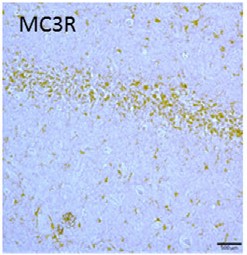 Anti-MC3 Receptor (extracellular) Antibody