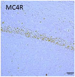 Anti-MC4 Receptor (extracellular) Antibody