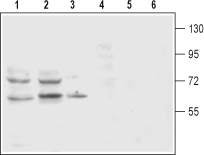 Western blot analysis of rat (lanes 1 and 4) and mouse (lanes 2 and 5) brain membranes and rat pheochromocytoma PC12 (lanes 3 and 6) cell lysates: