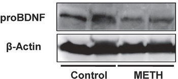 Anti-proBDNF Antibody