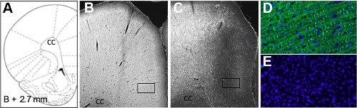 Anti-µ-Opioid Receptor (OPRM1) (extracellular) Antibody