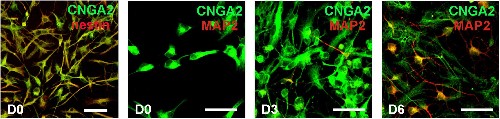 Anti-CNGA2 Antibody