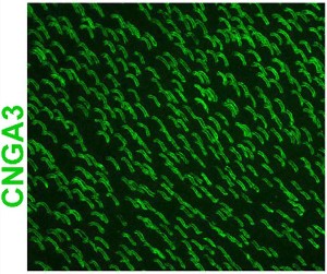 Anti-CNGA3 Antibody