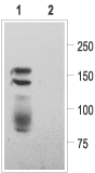 Western blot analysis of KV11.1 (HERG)-transfected HEK-293 cells: