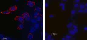 Expression of KV11.1 (HERG) in HEK-293 transfected cells