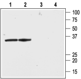 Western blot analysis of rat brain lysate (lanes 1 and 3) and membranes (lanes 2 and 4):