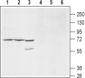 Western blot analysis of mouse (lanes 1 and 4), and rat (lanes 2 and 5) brain membranes and human HL-60 promyelocytic leukemia cell lysates (lanes 3 and 6):