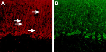Expression of P2RY4 in rat cerebellum