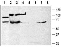 Western blot analysis of rat brain membranes (lanes 1 and 5) and human K562 chronic myelogenous leukemia cell line (lanes 2 and 6) and Mouse WEHI-231 B cell lymphoma (lanes 3 and 7) and human HL-60  promyelocytic leukemia cell line (lanes 4 and 8): 