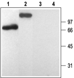 Western blot analysis of rat brain membranes (lanes 1 and 3) and human platelets lysate (lanes 2 and 4):