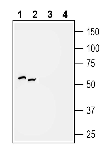 Western blot analysis of rat (lanes 1 and 3) and mouse (lanes 2 and 4) brain membranes: 
