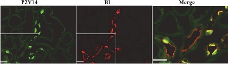 Anti-P2Y14 Receptor (extracellular) Antibody