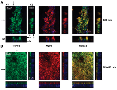 Anti-Aquaporin 2-ATTO Fluor-550 Antibody