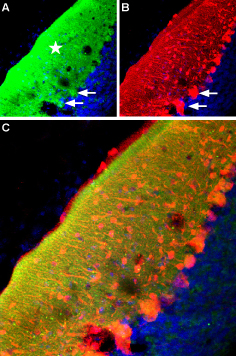 Expression of RyR2 in mouse cerebellum