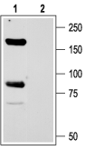 Anti Asic1 Accn2 Antibody Ko Validated Alomone Labs