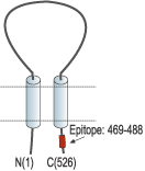 Anti Asic1 Accn2 Antibody Ko Validated Alomone Labs