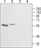 Western blot analysis of rat (lanes 1 and 3) and mouse (lanes 2 and 4) brain lysates: