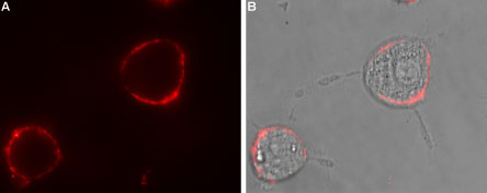 Expression of GABRA1 in rat PC12 cells
